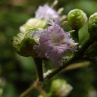 Strobilanthes walkeri Arn. ex Nees